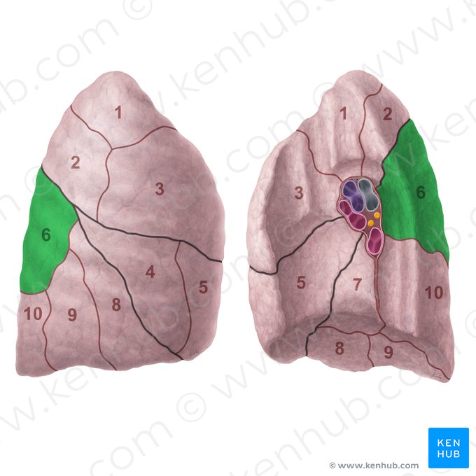 Segmentum superius pulmonis dextri (Oberes Segment der rechten Lunge); Bild: Paul Kim