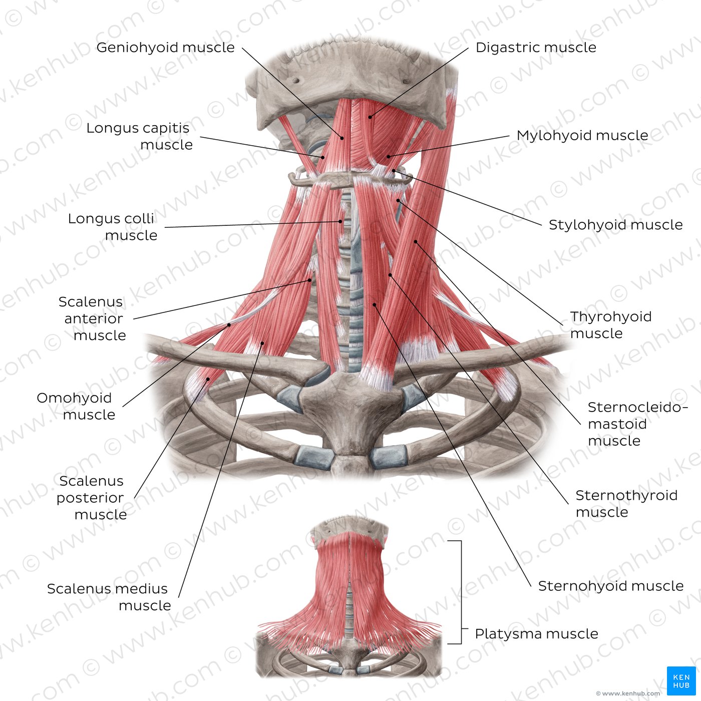 Muscles of the anterior neck