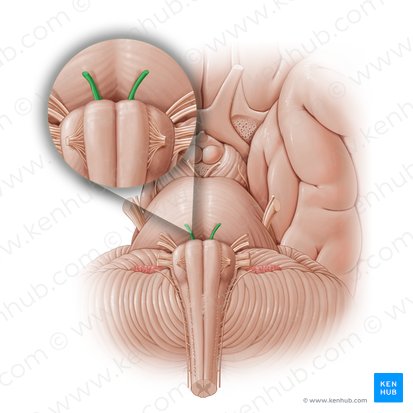 Nervio abducens (Nervus abducens); Imagen: Paul Kim