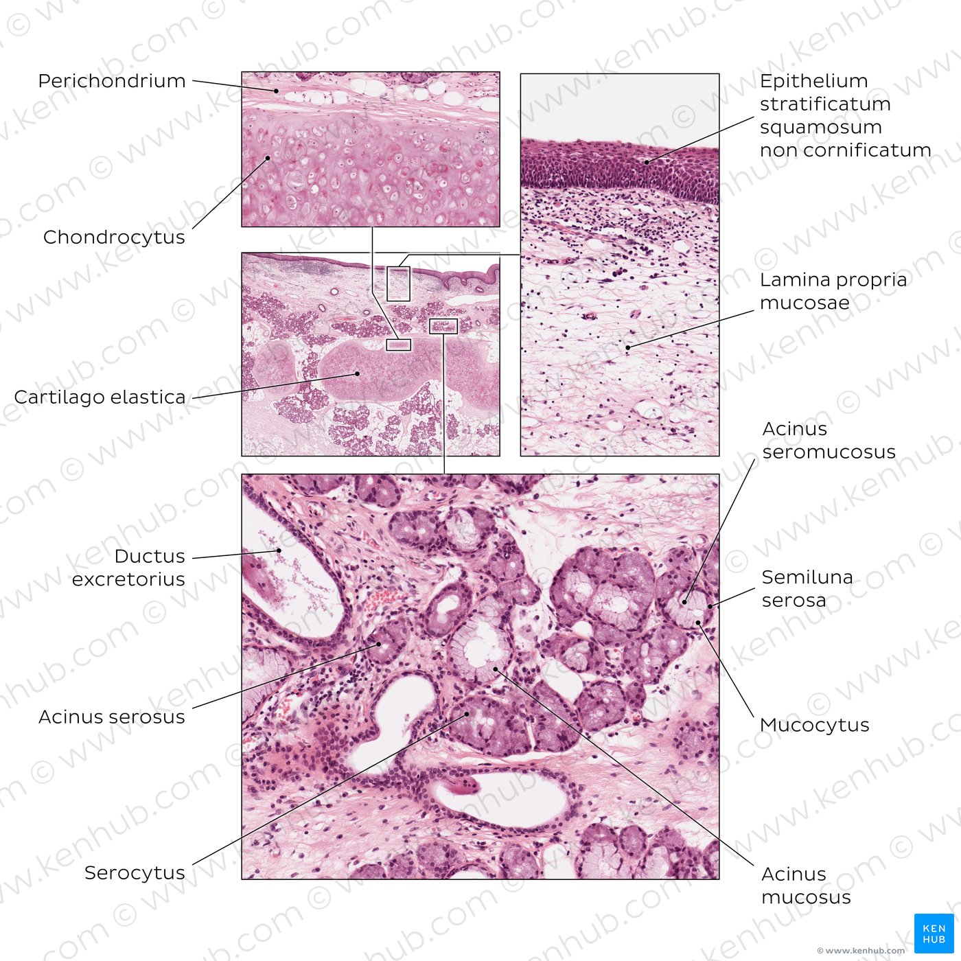 Epiglottis. HE stain.