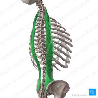 Iliocostalis muscle (Musculus iliocostalis); Image: Yousun Koh