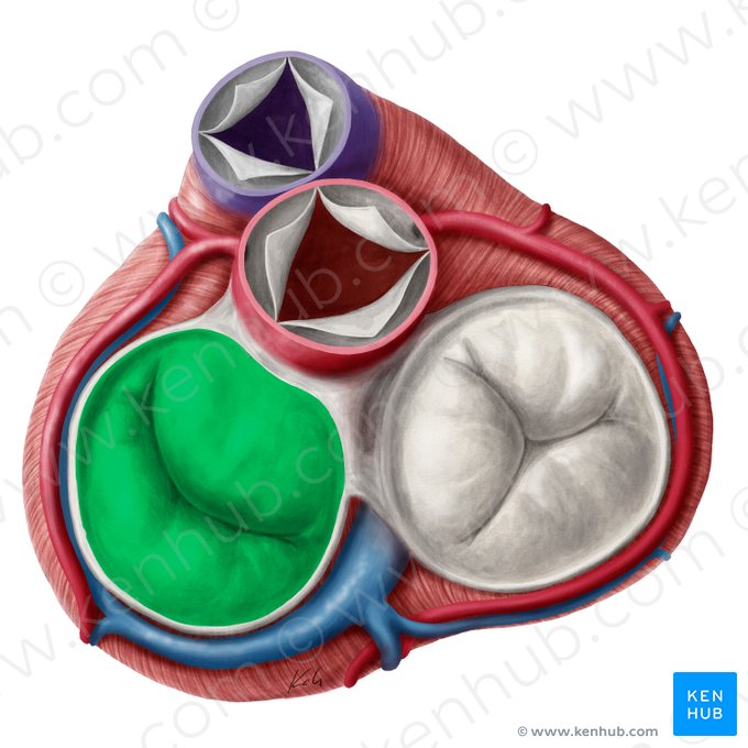 Valva atrioventricular izquierda (Valva atrioventricularis sinistra); Imagen: Yousun Koh