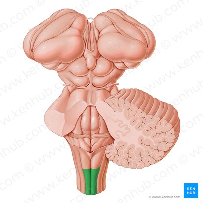 Fascículo grácil (Fasciculus gracilis); Imagen: Paul Kim