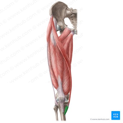 Pata de ganso (Pes anserinus); Imagem: Liene Znotina
