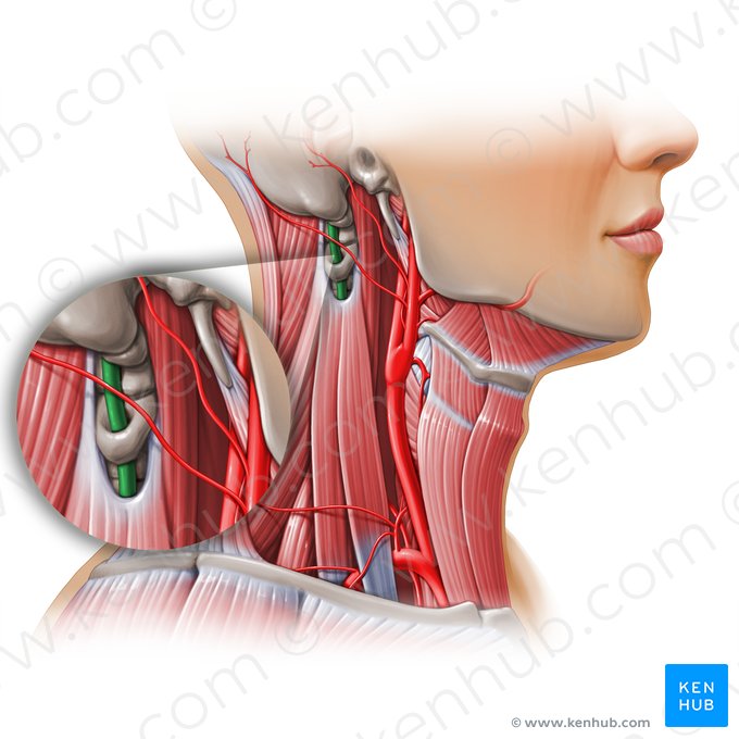 Artéria vertebral (Arteria vertebralis); Imagem: Paul Kim