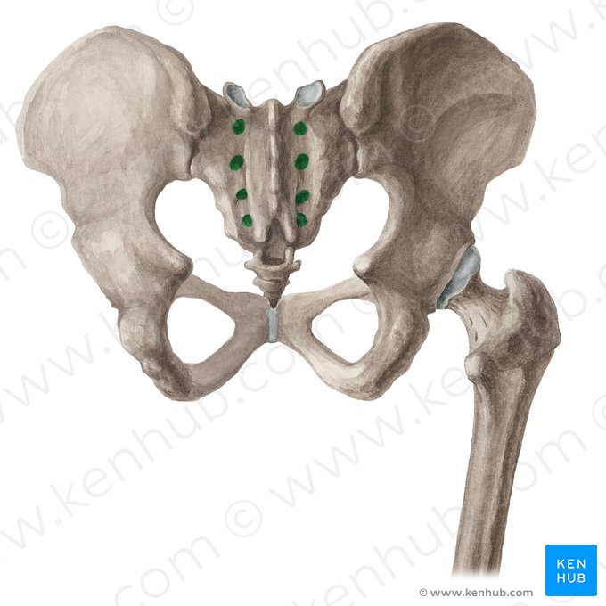 Posterior sacral foramina (Foramina sacralia posteriora); Image: Liene Znotina