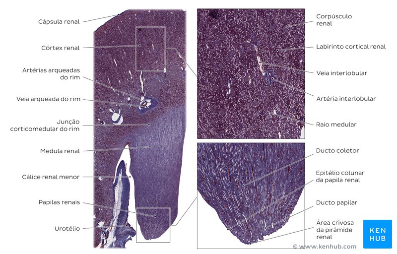 Córtex e medula renais. Coloração: tricromo de Ladewig. Baixa ampliação