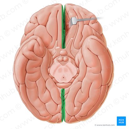 Longitudinal cerebral fissure (Fissura longitudinalis cerebri); Image: Paul Kim