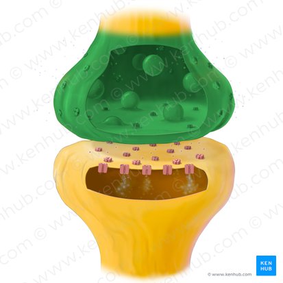 Boutons synaptiques (Bulbuli terminales axonis); Image : Tal Bavli Ziv