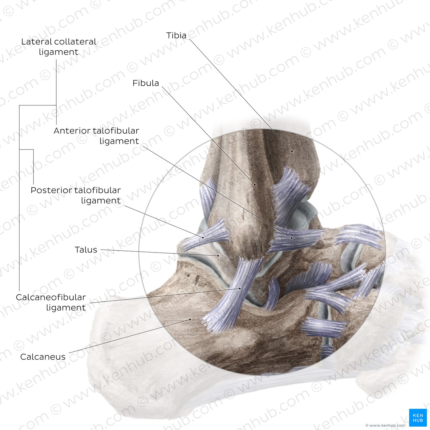 Anatomy of the ankle joint: Lateral view