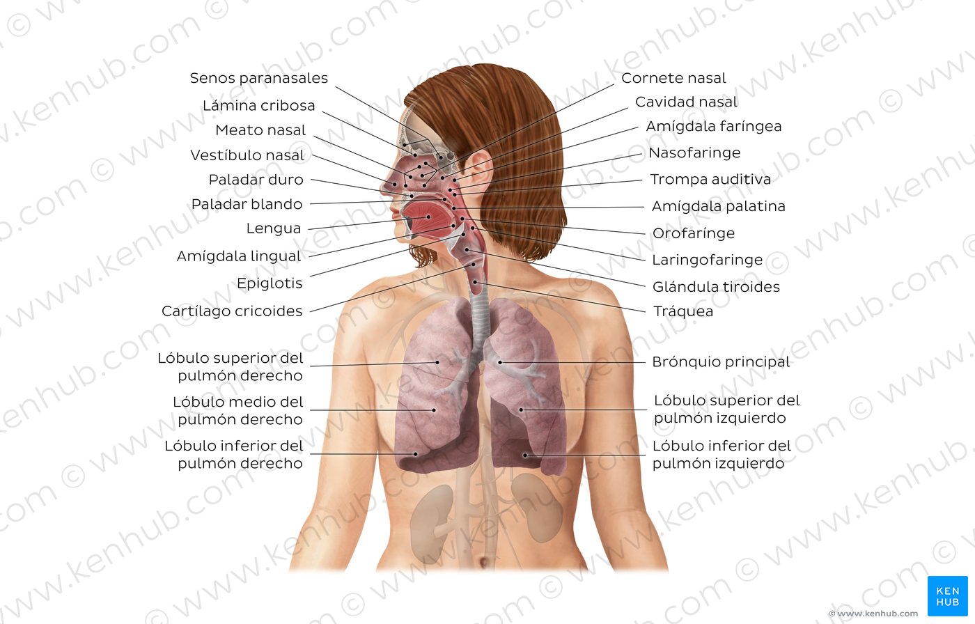 Sistema respiratorio: Anatomía y funciones