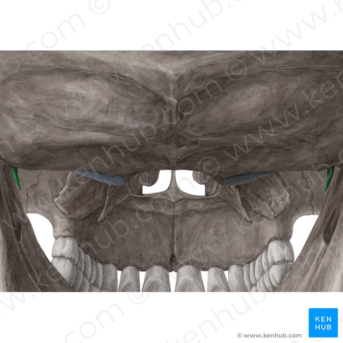 Proceso estiloides del hueso temporal (Processus styloideus ossis temporalis); Imagen: Yousun Koh