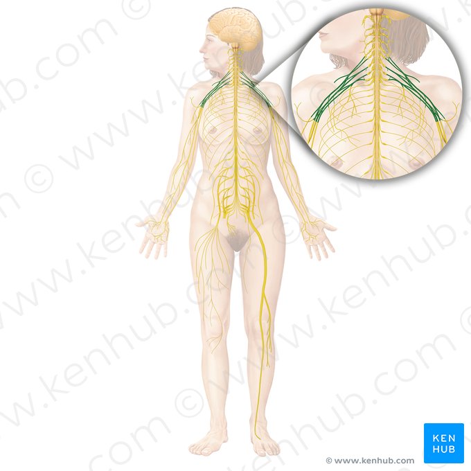 Brachial plexus (Plexus brachialis); Image: Begoña Rodriguez