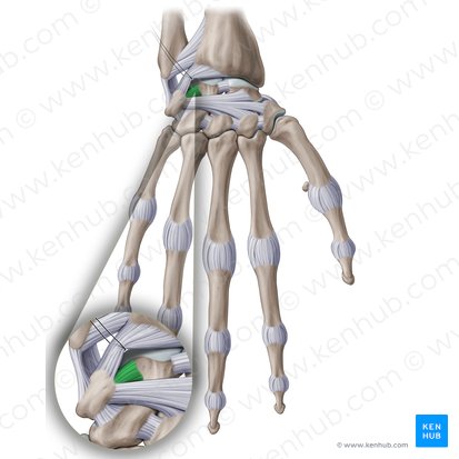 Lunotriquetral interosseous ligament (Ligamentum lunotriquetrum interosseum); Image: Paul Kim