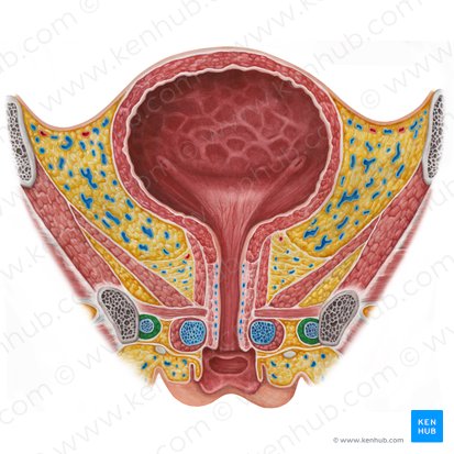 Ischiocavernosus muscle (female) (Musculus ischiocavernosus (femininus)); Image: Irina Münstermann