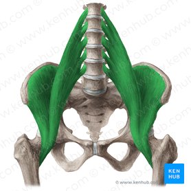 Músculo iliopsoas (Musculus iliopsoas); Imagen: Liene Znotina