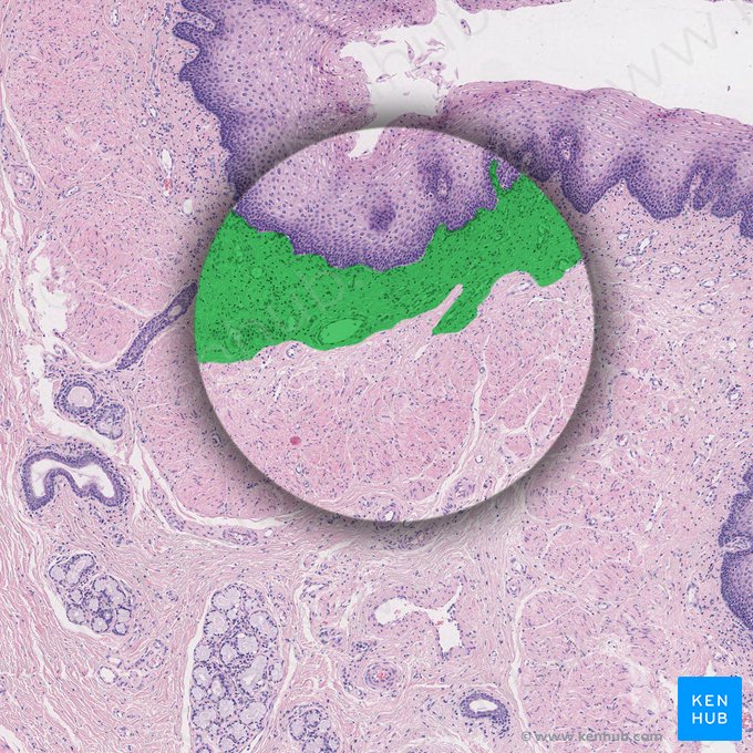 Lámina propia de la mucosa (Lamina propria mucosae); Imagen: 