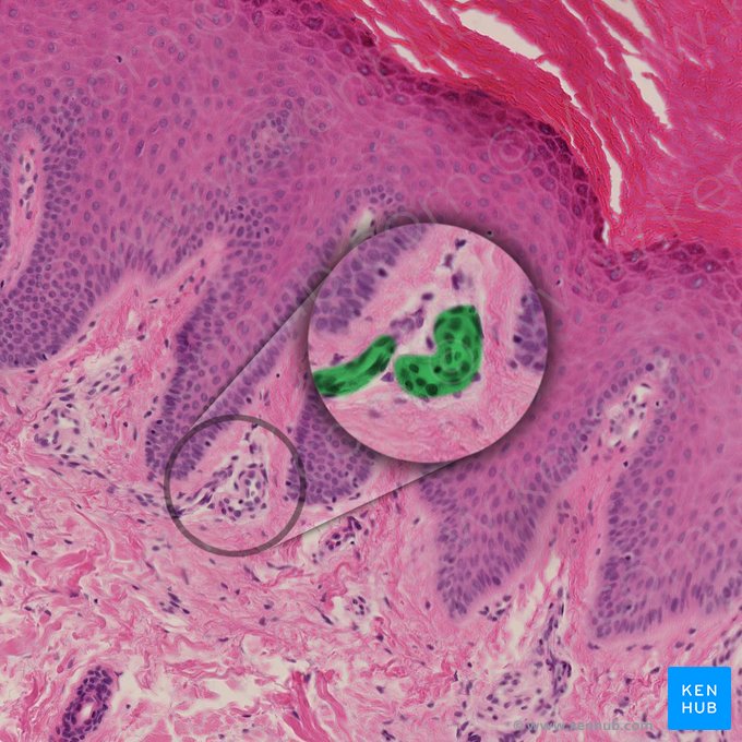 Dermal capillary (Capillare dermale); Image: 