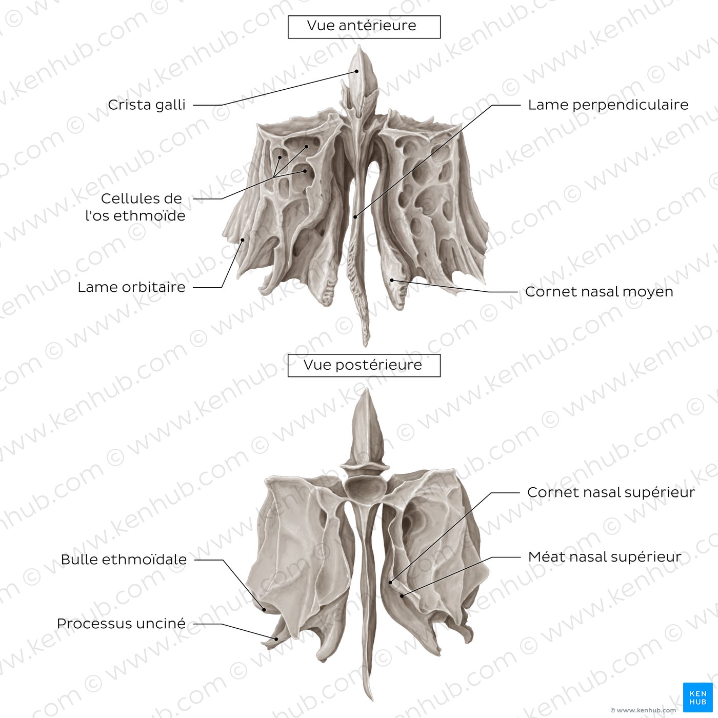 Ethmoid bone (anterior and posterior views)
