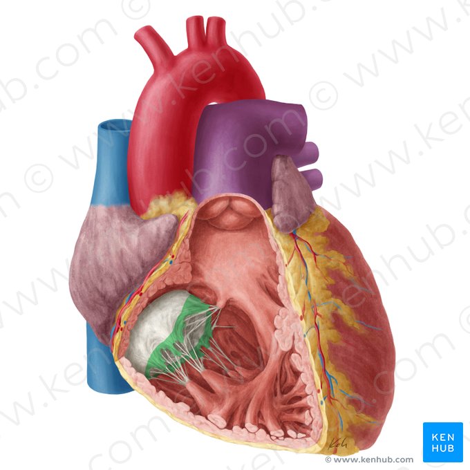 Zona rugosa de la valva atrioventricular derecha (Zona aspera valvae atrioventricularis dextrae); Imagen: Yousun Koh