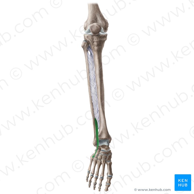 Músculo tercer fibular (Musculus fibularis tertius); Imagen: Liene Znotina