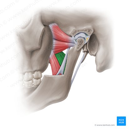 Deep head of medial pterygoid muscle (Caput profundum musculi pterygoidei medialis); Image: Paul Kim