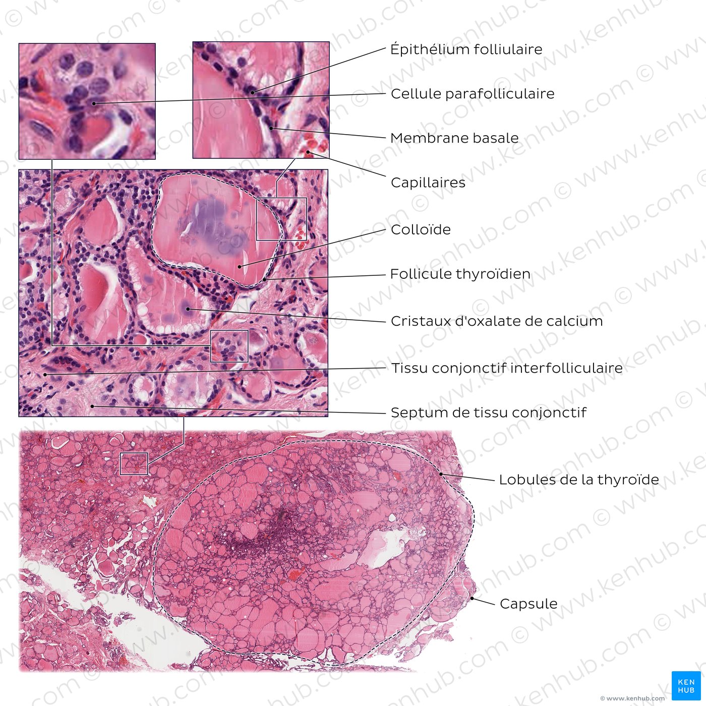 Lobules et structures internes de la glande thyroïde (schéma)