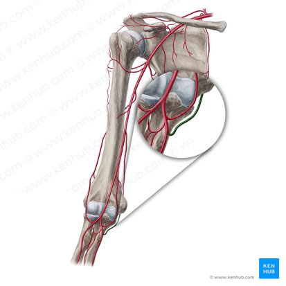Posterior ulnar recurrent artery (Arteria recurrens ulnaris posterior); Image: Yousun Koh