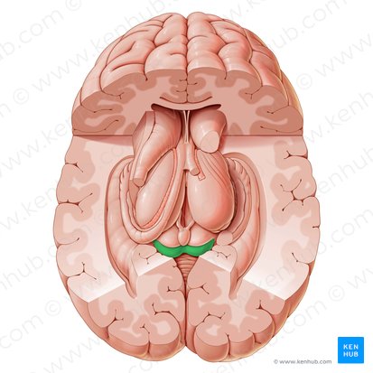 Inferior colliculus (Colliculus inferior); Image: Paul Kim