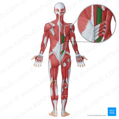 Longissimus muscle (Musculus longissimus); Image: Irina Münstermann