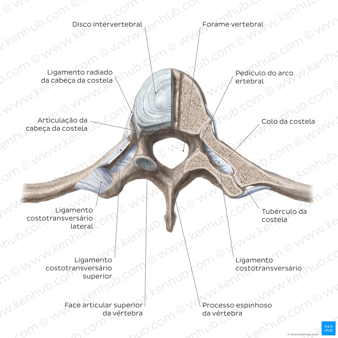 Articulações e ligamentos costovertebrais - diagrama
