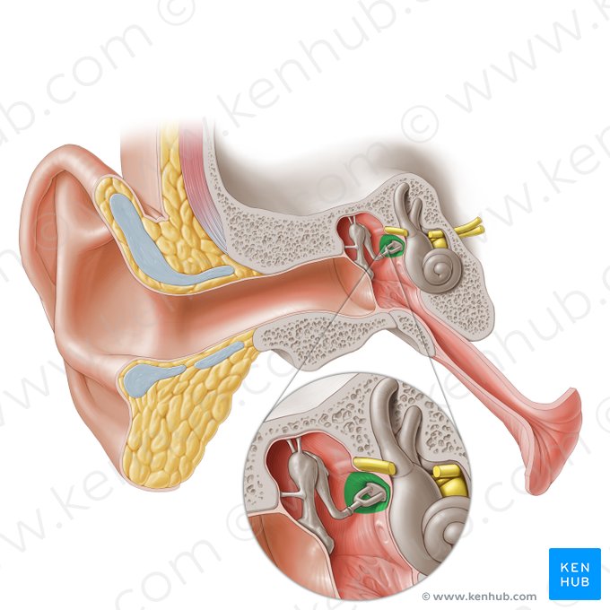 Fossa of vestibular window (Fossula fenestrae vestibuli); Image: Paul Kim