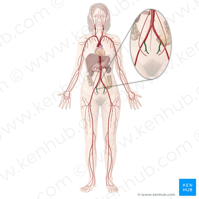 Internal iliac artery (Arteria iliaca interna); Image: Begoña Rodriguez
