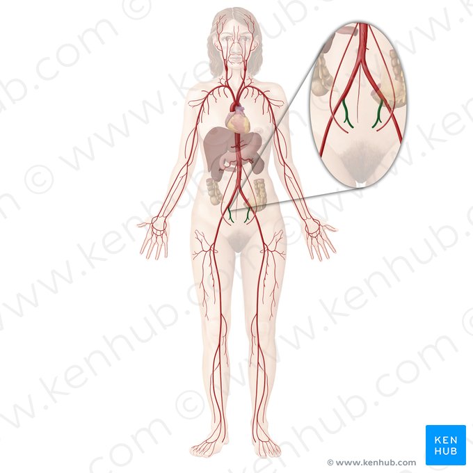 Arteria iliaca interna (Innere Beckenarterie); Bild: Begoña Rodriguez