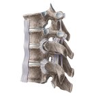 Costovertebral joints
