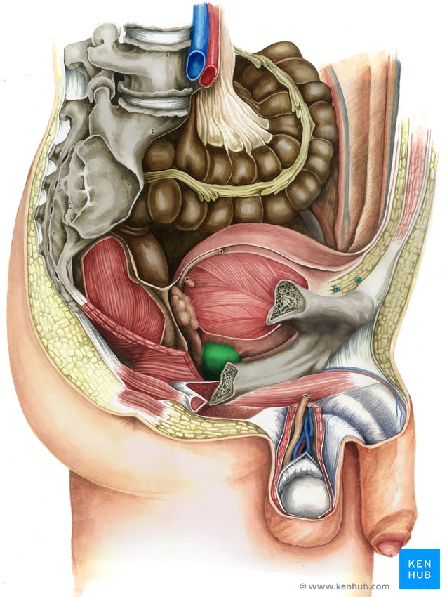 Próstata (vista lateral direita)