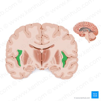 Insular lobe (Insula); Image: Paul Kim