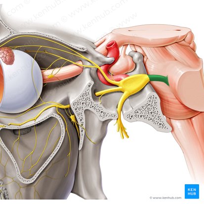 Trigeminal nerve (Nervus trigeminus); Image: Paul Kim