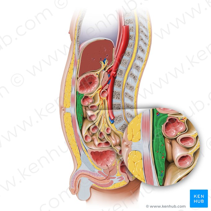 Greater omentum (Omentum majus); Image: Paul Kim