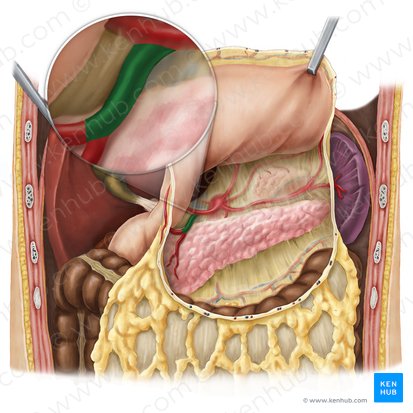 Gastroduodenal artery (Arteria gastroduodenalis); Image: Esther Gollan