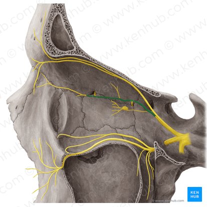 Nasociliary nerve (Nervus nasociliaris); Image: Yousun Koh