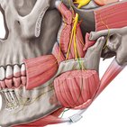 Nervus mylohyoideus