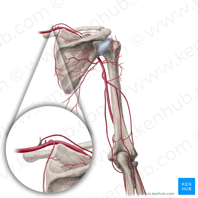Tronco tirocervical (Truncus thyrocervicalis); Imagen: Yousun Koh