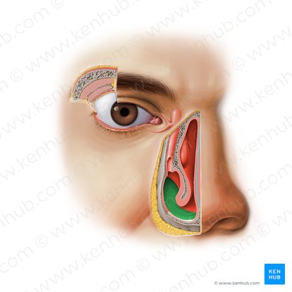 Meato nasal inferior (Meatus nasalis inferior); Imagen: Paul Kim