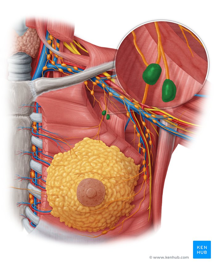 Interpectoral axillary lymph nodes - ventral view