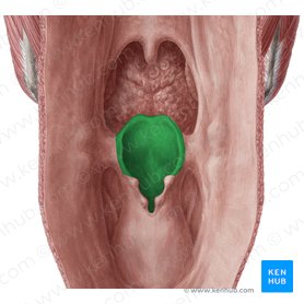 Epiglottis (Kehldeckel); Bild: Yousun Koh