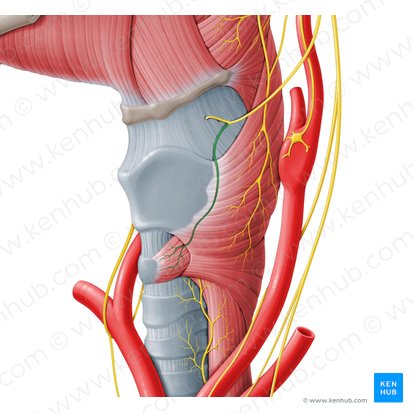 Ramo externo do nervo laríngeo superior (Ramus externus nervi laryngei superioris); Imagem: Paul Kim