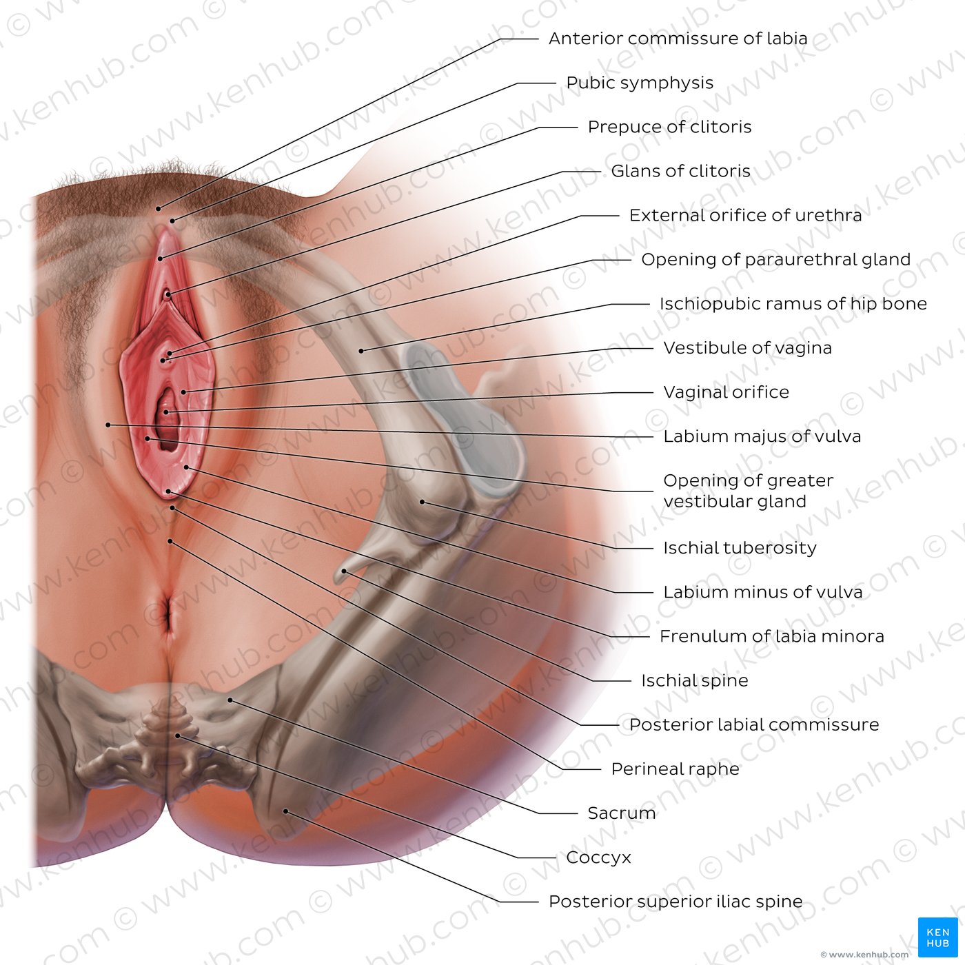 External female genitalia: Anatomy and blood supply