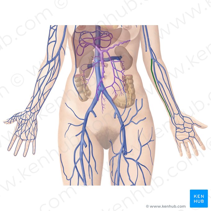 Ulnar veins (Venae ulnares); Image: Begoña Rodriguez