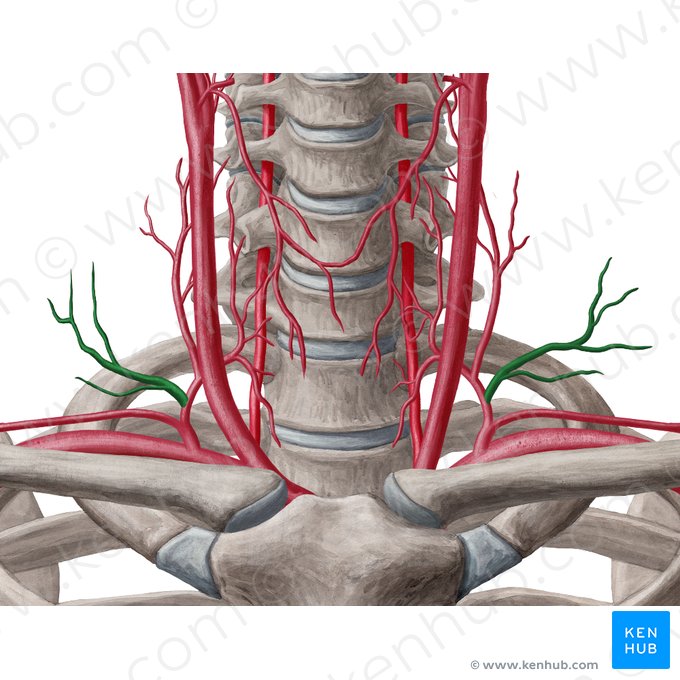 Transverse cervical artery (Arteria transversa colli); Image: Yousun Koh